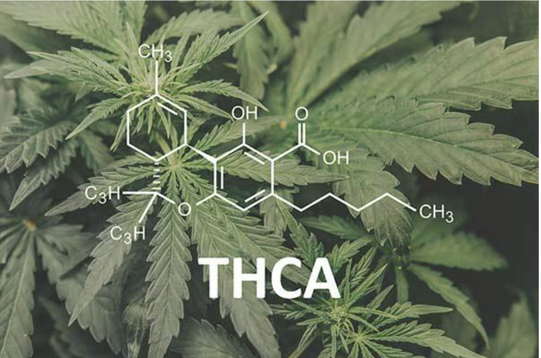 What is THC-A?