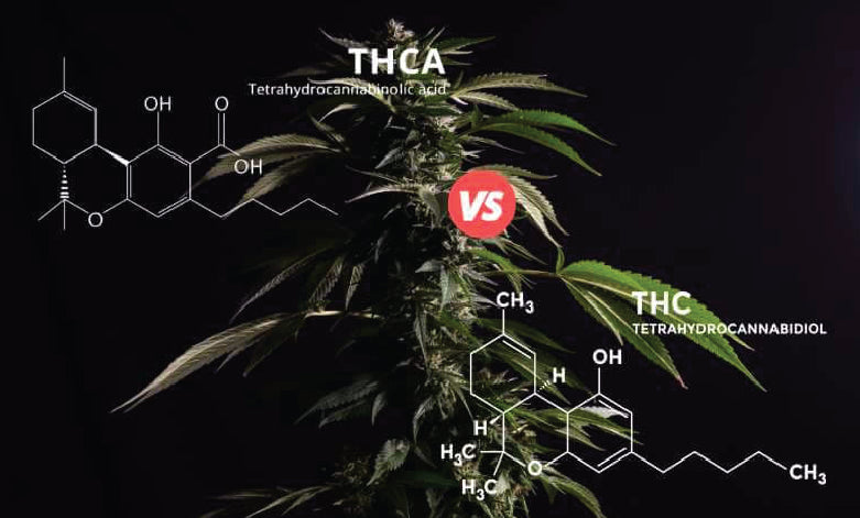 THC vs THC-A